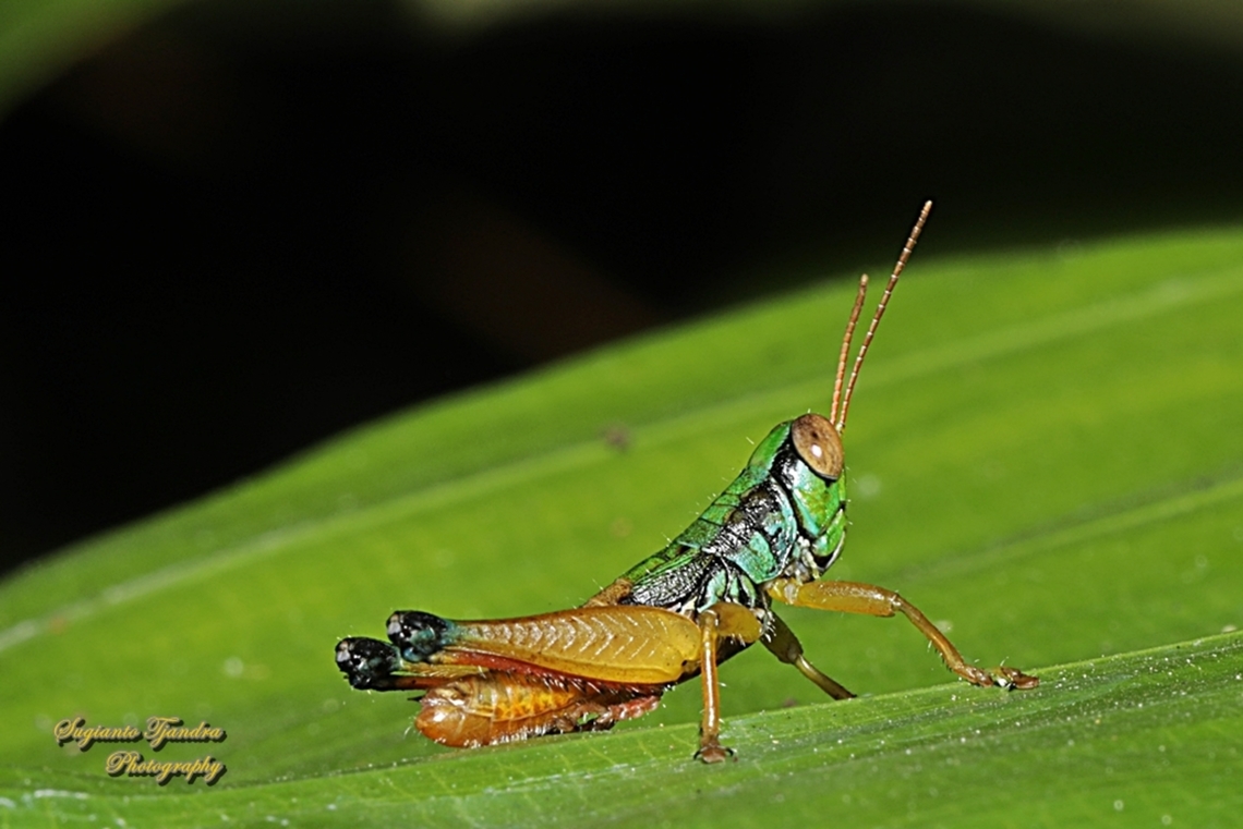 Grasshopper, Caryanda Spuria  Caryanda spuria,Geotagged,Indonesia,Winter