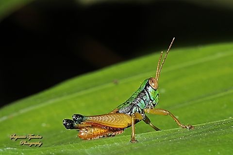 Grasshopper, Caryanda Spuria  Caryanda spuria,Geotagged,Indonesia,Winter