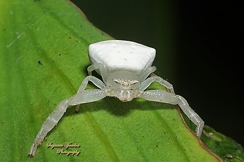 White Flower Crab Spider, Thomisius Sp., family Thomisidae  Geotagged,Indonesia,Winter