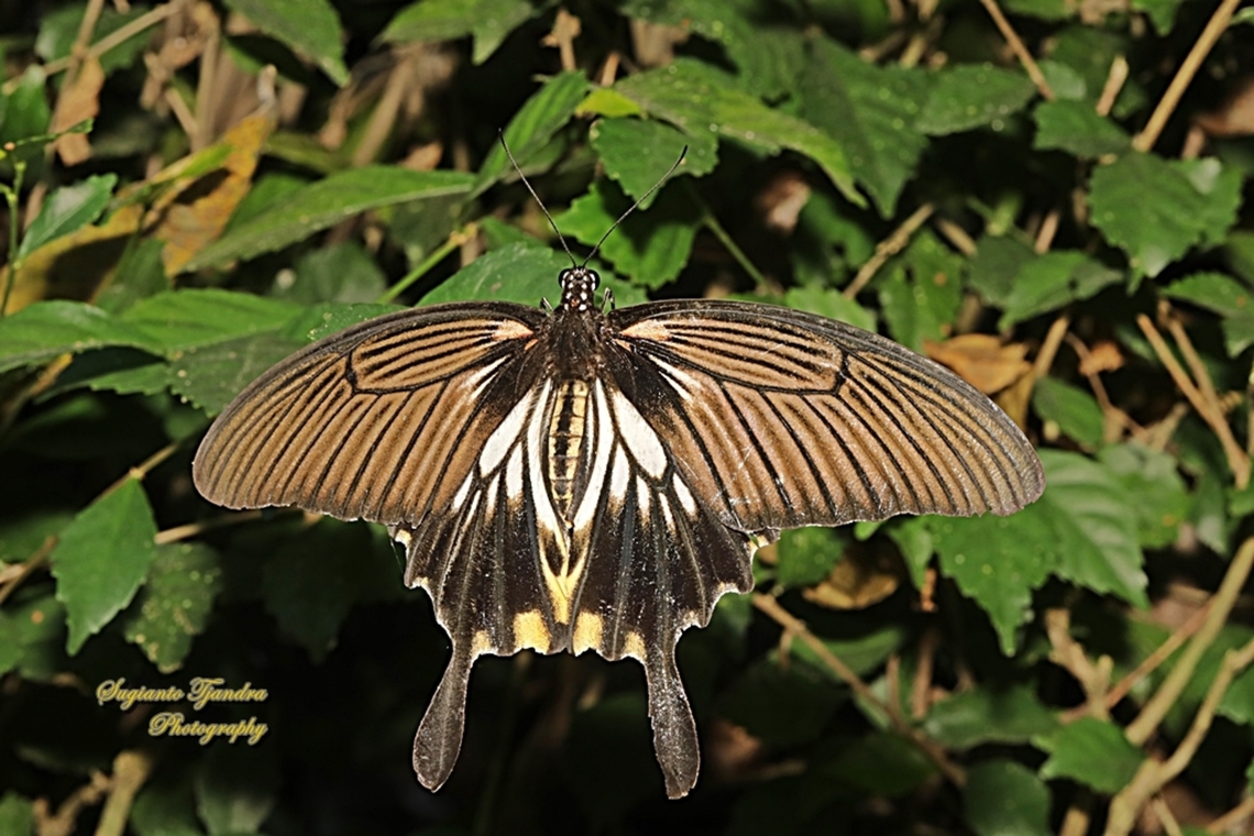 Great Mormon Swallowtail Butterfly, Papilio memnon form-achates, (Papilionidae) - female  Geotagged,Great Mormon,Indonesia,Papilio memnon,Winter