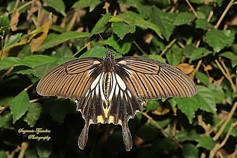 Great Mormon Swallowtail Butterfly, Papilio memnon form-achates, (Papilionidae) - female  Geotagged,Great Mormon,Indonesia,Papilio memnon,Winter