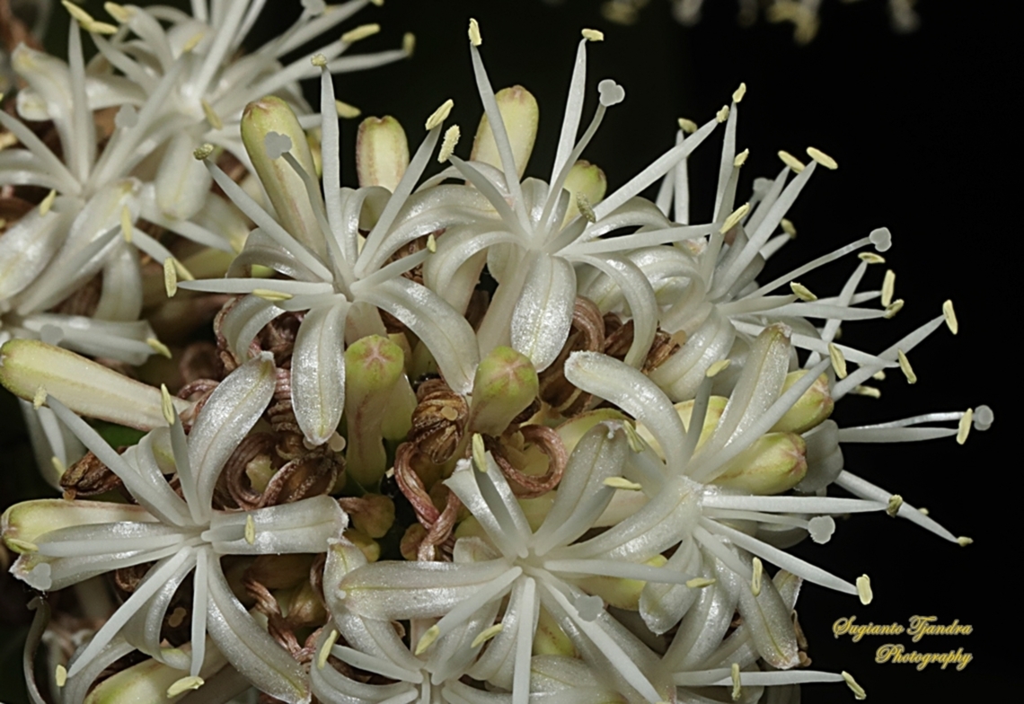 Bunga Hanjuang/ Andong, Cordyline fruticosa  Cordyline fruticosa,Geotagged,Indonesia,Palm Lily,Winter