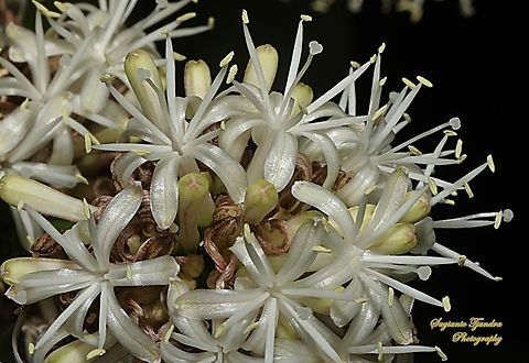 Bunga Hanjuang/ Andong, Cordyline fruticosa  Cordyline fruticosa,Geotagged,Indonesia,Palm Lily,Winter