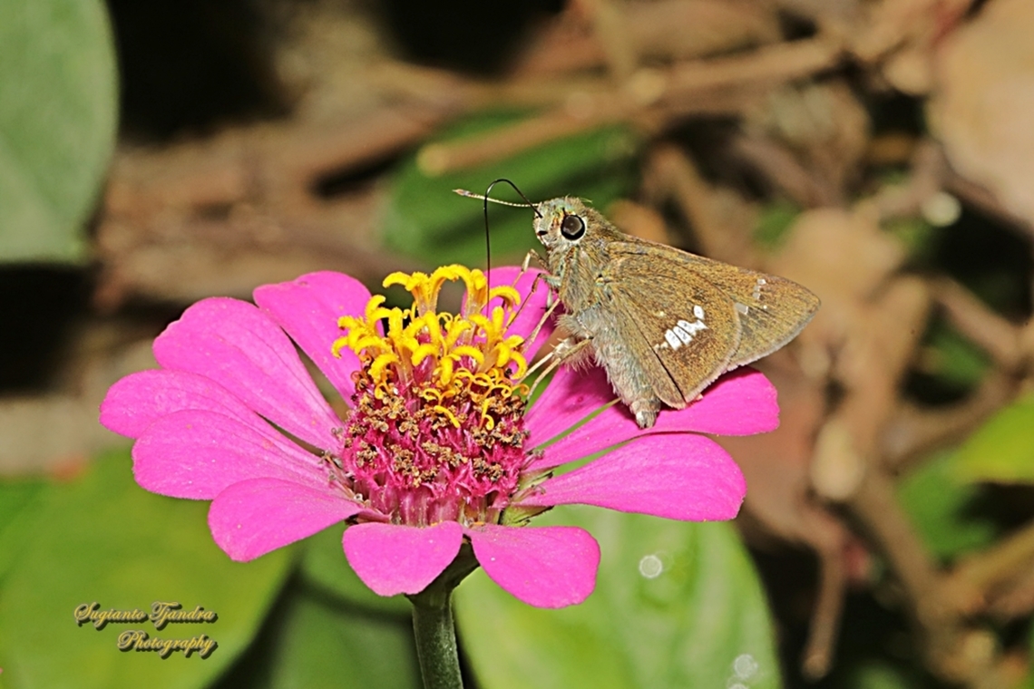Skipper Butterfly, Parnara Sp.  Geotagged,Indonesia,Winter