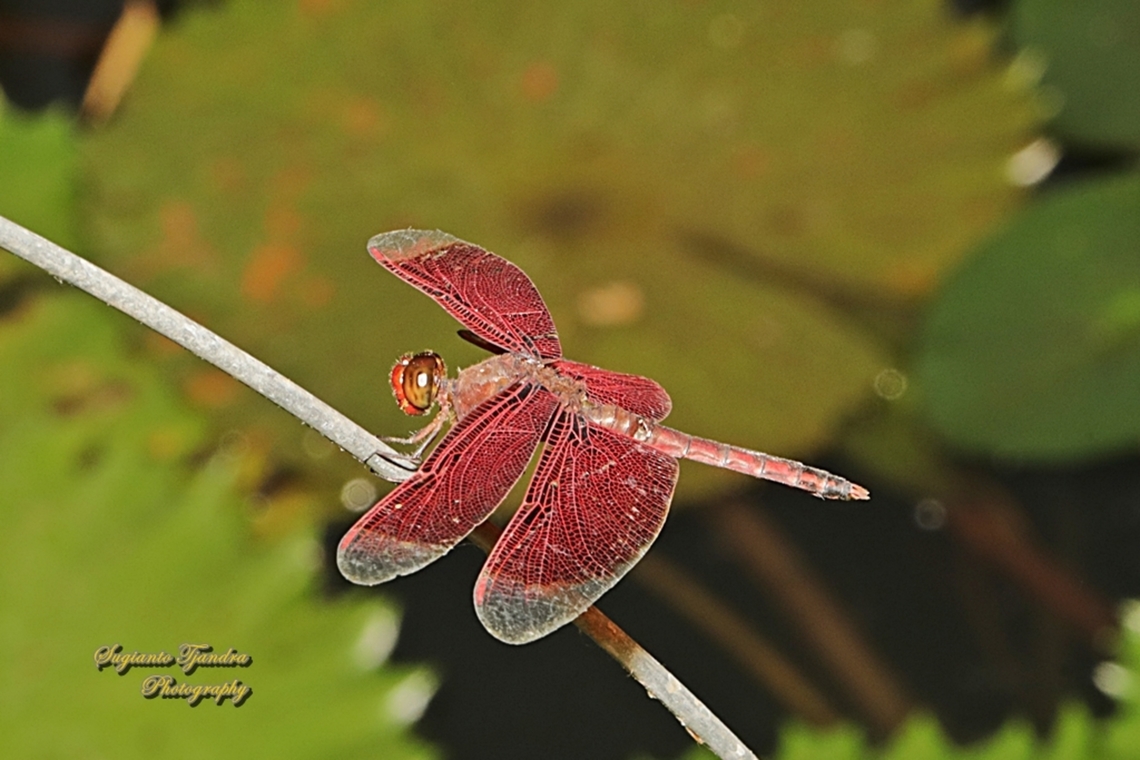 Red Percher Dragonfly, Neurothemis ramburi  Geotagged,Indonesia,Neurothemis ramburi,Red Percher,Winter