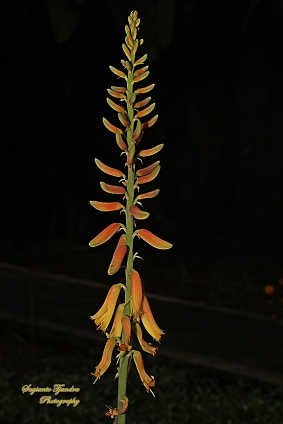 Flower of Lidah Buaya, Aloe vera, family Asphodelacea  Aloe vera,Geotagged,Indonesia,Winter