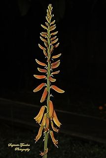 Flower of Lidah Buaya, Aloe vera, family Asphodelacea  Aloe vera,Geotagged,Indonesia,Winter