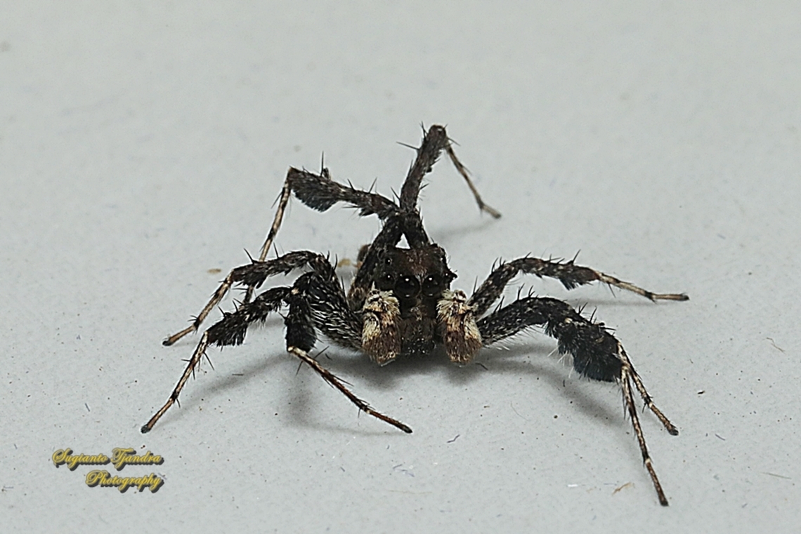Fringed Jumping Spider, Portia fimbriata, family Salticidae  Fringed Jumping Spider,Geotagged,Indonesia,Portia fimbriata,Winter