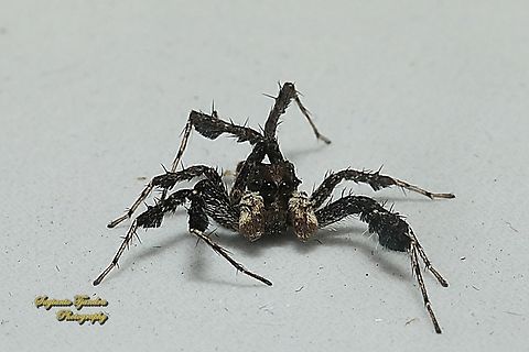 Fringed Jumping Spider, Portia fimbriata, family Salticidae  Fringed Jumping Spider,Geotagged,Indonesia,Portia fimbriata,Winter