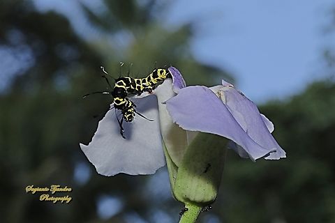 Caterpillar of Noctuid Moth, Tinolius eburneigutta, family Erebidae  Geotagged,Indonesia,Tinolius eburneigutta,Winter