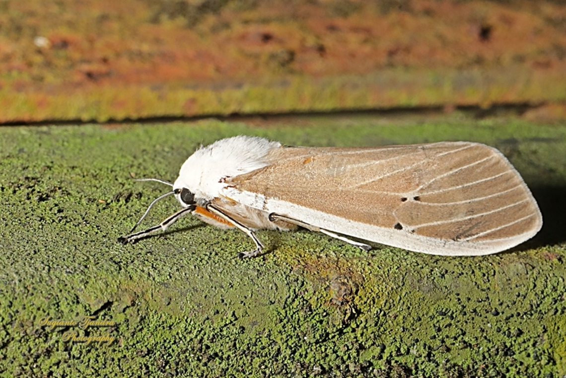 Clouded Tiger Moth, Creatonotos transiens  Creatonotos transiens,Geotagged,Indonesia,Winter