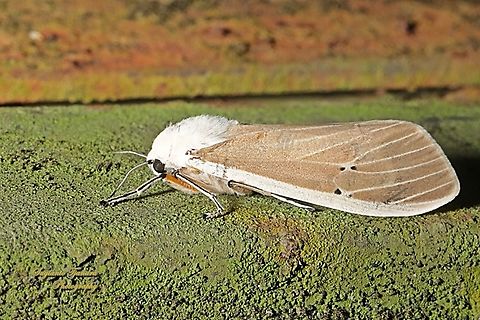 Clouded Tiger Moth, Creatonotos transiens  Creatonotos transiens,Geotagged,Indonesia,Winter