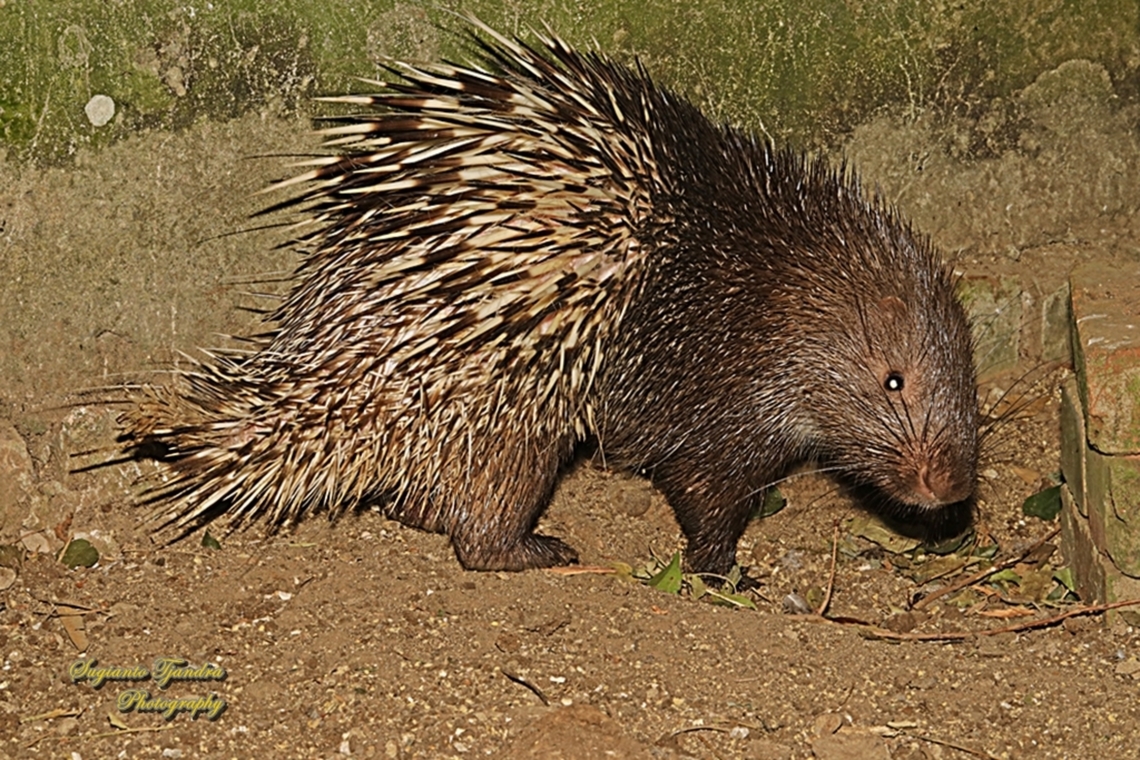 Javan porcupine, Hystrix javanica, family Hystricidae  Geotagged,Hystrix javanica,Indonesia,Sunda porcupine,Winter