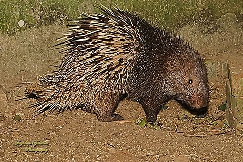 Javan porcupine, Hystrix javanica, family Hystricidae  Geotagged,Hystrix javanica,Indonesia,Sunda porcupine,Winter