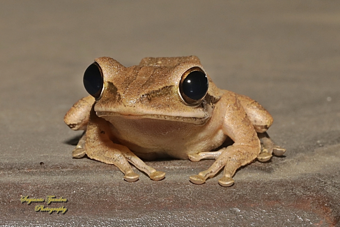 Common Tree Frog,  Polypedates leucomystax  Common Southeast Asian Tree Frog,Geotagged,Indonesia,Polypedates leucomystax,Winter