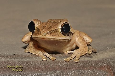 Common Tree Frog,  Polypedates leucomystax  Common Southeast Asian Tree Frog,Geotagged,Indonesia,Polypedates leucomystax,Winter