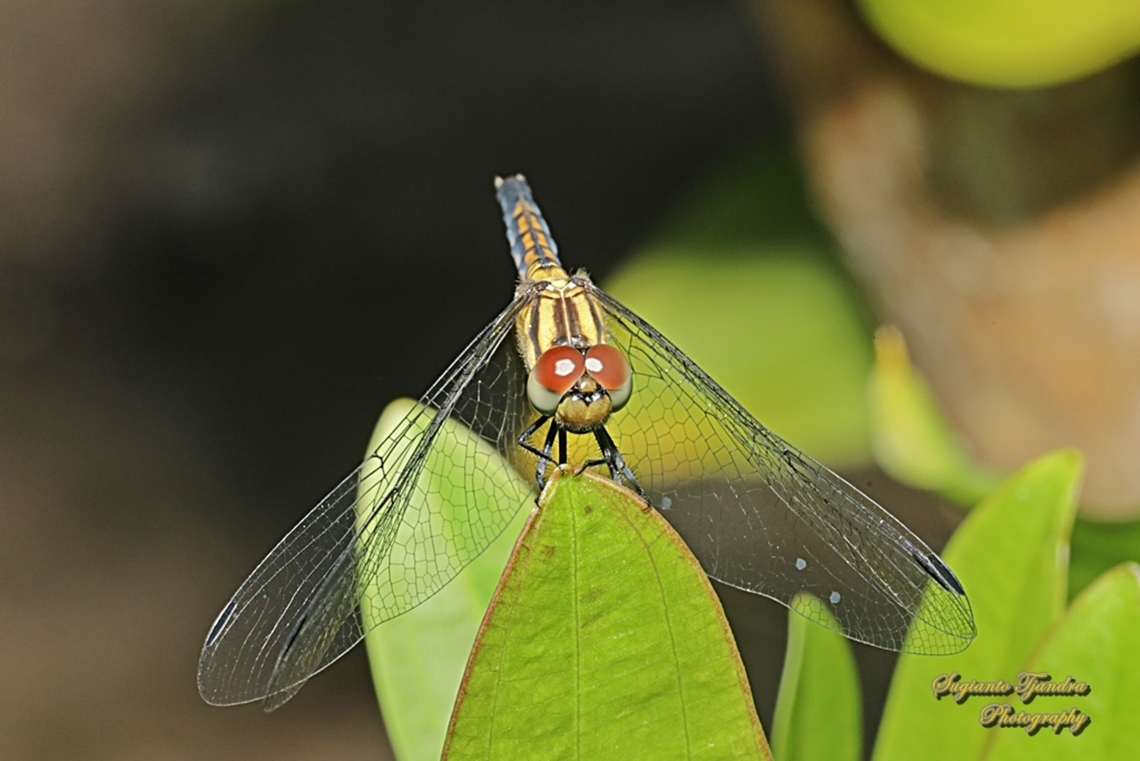 Indigo dropwing, Trithemis festiva - female  Geotagged,Indigo Dropwing,Indonesia,Trithemis festiva,Winter
