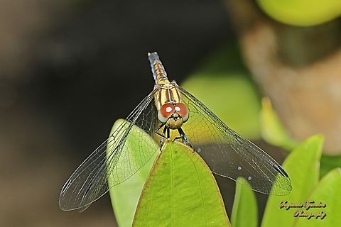 Indigo dropwing, Trithemis festiva - female  Geotagged,Indigo Dropwing,Indonesia,Trithemis festiva,Winter