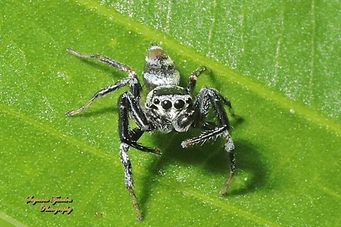 Metallic Blue Jumper, Thiania bhamoensis, family Salticidae  Geotagged,Indonesia,Thiania bhamoensis,Winter