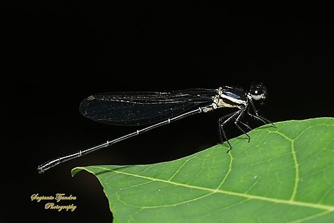 Marsh Dancer Damselfly, Onychargia atrocyana  Geotagged,Indonesia,Marsh dancer,Onychargia atrocyana,Winter