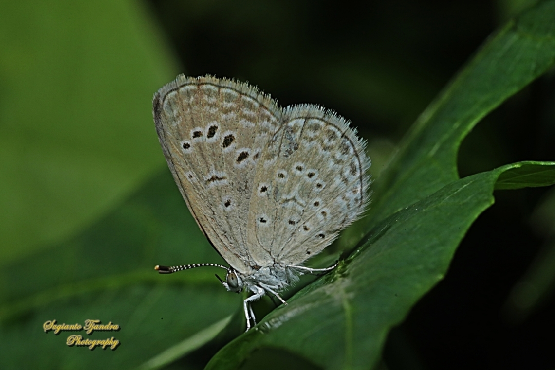 Dark Grass Blue, Zizeeria karsandra  Dark grass blue,Geotagged,Indonesia,Winter,Zizeeria karsandra