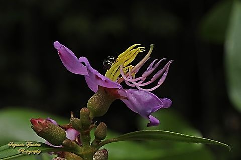 Stingless honey bee (Meliponini)  "Sucking nectar on the Senduduk flower, Malabar melastoma"  Geotagged,Indonesia,Malabar Melastome,Melastoma malabathricum,Winter
