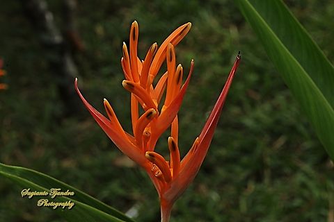 Parrot's flower, Heliconia Psittacorum Halloween  Geotagged,Heliconia psittacorum,Indonesia,Parrot's Beak,Winter