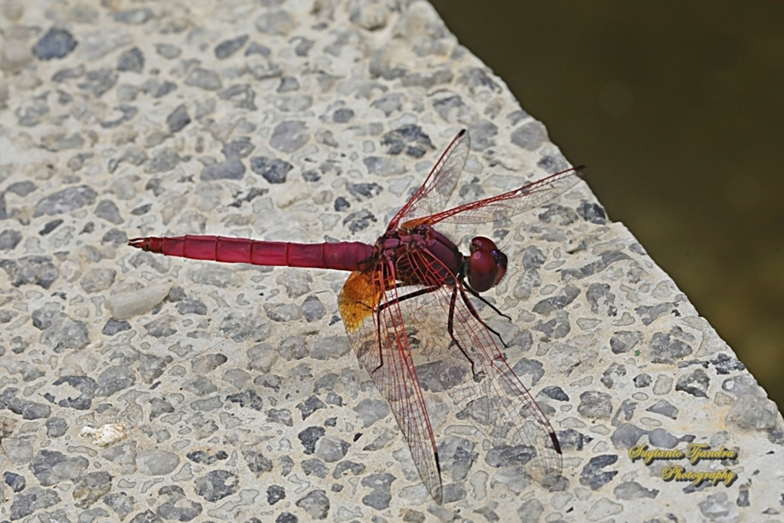 Crimson marsh glider, Trithemis aurora, male  Crimson Marsh Glider,Geotagged,Indonesia,Trithemis aurora,Winter