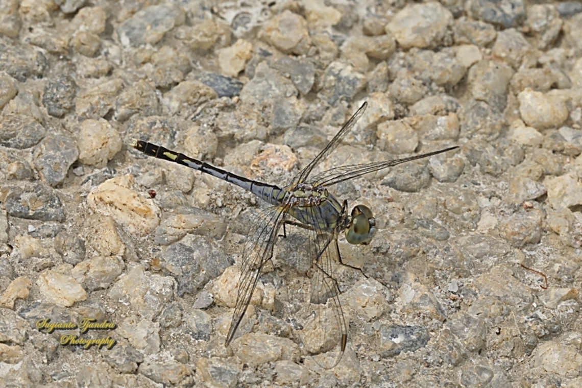 Crimson marsh glider, Trithemis aurora, male  Crimson Marsh Glider,Geotagged,Indonesia,Trithemis aurora,Winter