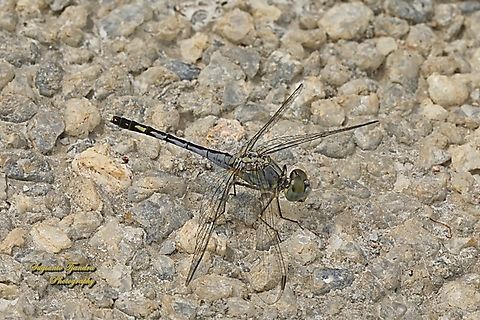 Crimson marsh glider, Trithemis aurora, male  Crimson Marsh Glider,Geotagged,Indonesia,Trithemis aurora,Winter