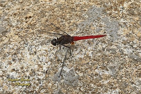 The Spine-tufted Skimmer, Orthetrum chrysis  Geotagged,Indonesia,Orthetrum chrysis,Spine-tufted Skimmer,Winter