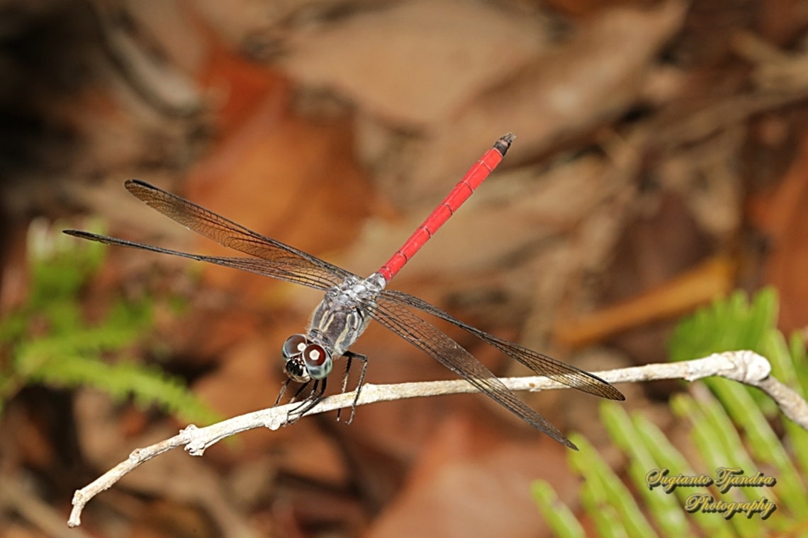 Asiatic Blood Tail, Lathrecista asiatica  Asian Blood Tail,Geotagged,Indonesia,Lathrecista asiatica,Winter