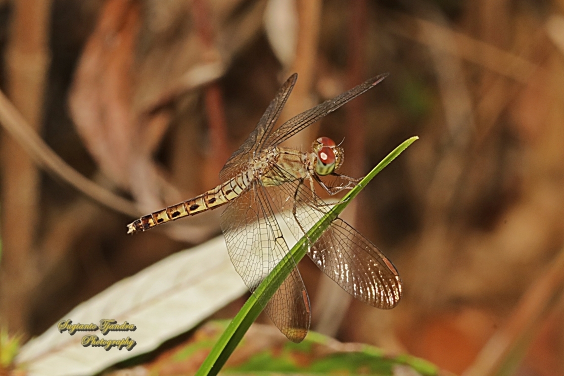 Common Parasol, Neurothemis fluctuans  Geotagged,Indonesia,Neurothemis fluctuans,Red Grasshawk,Winter