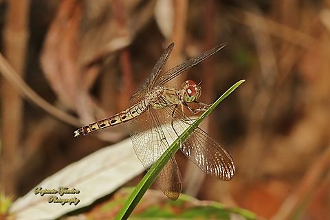 Common Parasol, Neurothemis fluctuans  Geotagged,Indonesia,Neurothemis fluctuans,Red Grasshawk,Winter