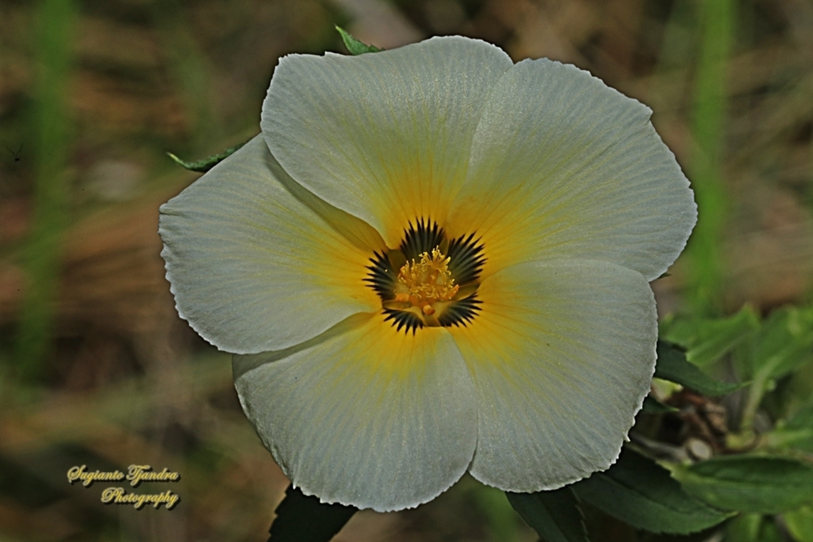 White Buttercup flowers, Turnera subulata  Cuban Buttercup,Geotagged,Indonesia,Turnera subulata,Winter