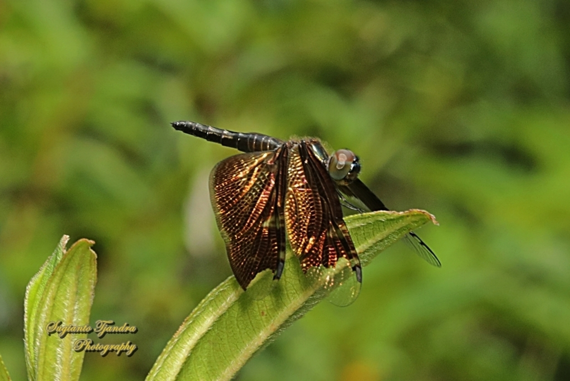 Bronze flutterer dragonfly, Rhyothemis obsolescens  Bronze Flutterer,Geotagged,Indonesia,Rhyothemis obsolescens,Winter