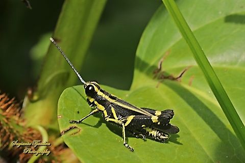 Black forest grasshopper, Traulia azureipennis  Geotagged,Indonesia,Traulia azureipennis,Winter