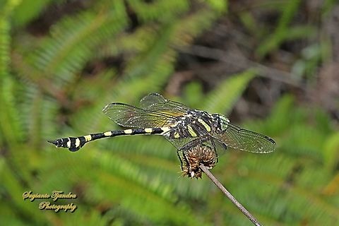 Common Flangetail Dragonfly, Ictinogomphus decoratus  Common Flangetail,Geotagged,Ictinogomphus decoratus,Indonesia,Winter