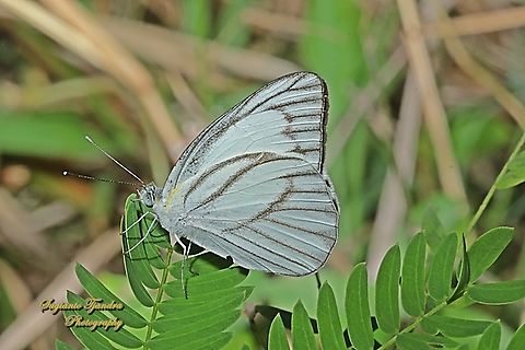 Striped Albatross Butterfly, Appias olferna ssp olferna  Appias olferna,Eastern striped albatross,Geotagged,Indonesia,Winter