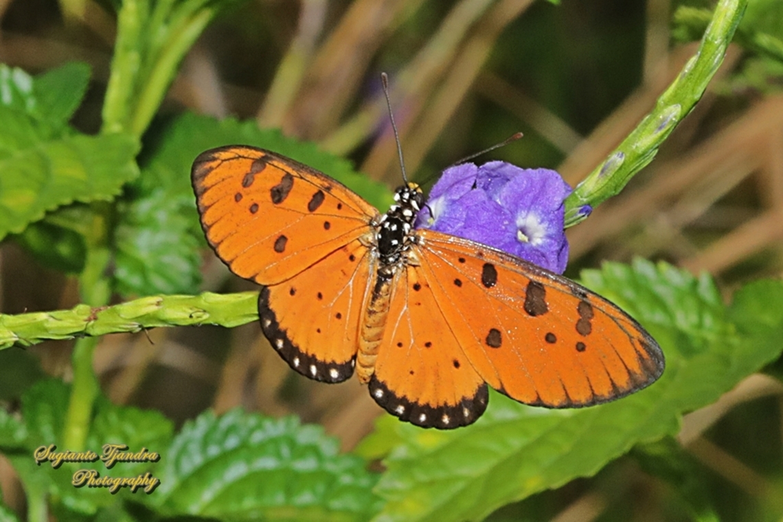 Tawny Coster butterfly, Scrapes terpsicore  Acraea terpsicore,Geotagged,Indonesia,Tawny coster,Winter