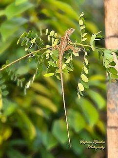 Garden Lizard, Calotes versicolor  Calotes versicolor,Geotagged,Indonesia,Oriental garden lizard