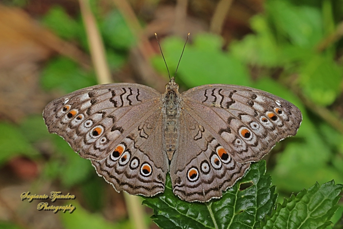 Grey Pansy Butterfly, Junonia atlites  Geotagged,Gray pansy,Indonesia,Junonia atlites,Winter
