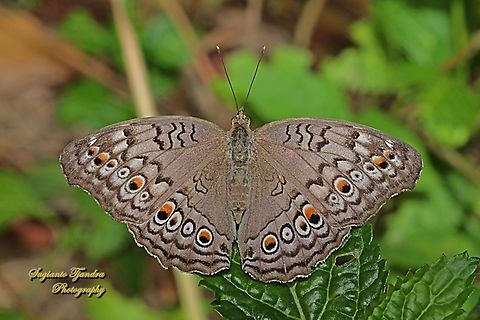 Grey Pansy Butterfly, Junonia atlites  Geotagged,Gray pansy,Indonesia,Junonia atlites,Winter