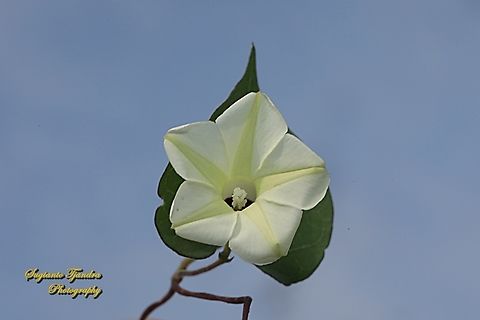 Obscure morning glory flower, Ipomoea obscura  Geotagged,Indonesia,Ipomoea obscura,Obscure Morning Glory,Winter