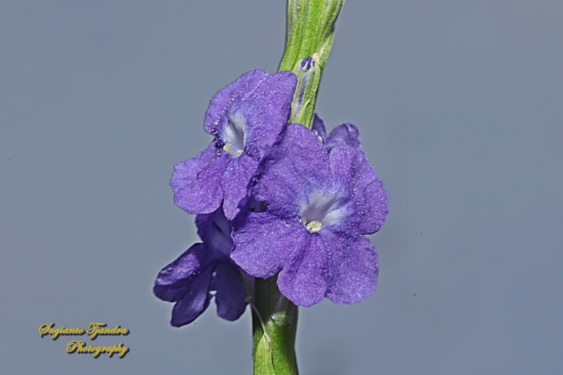 Bunga Pecut Kuda, Blue Snakeweed flower, Stachytarpheta jamaicensis  Blue porterweed,Geotagged,Indonesia,Stachytarpheta jamaicensis,Winter