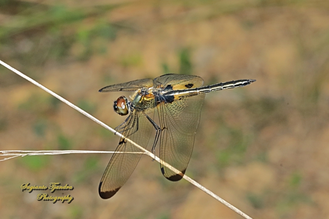 The yellow-striped flutterer dragonfly, Rhyothemis phyllis  Geotagged,Indonesia,Rhyothemis phyllis,Winter,Yellow-striped Flutterer