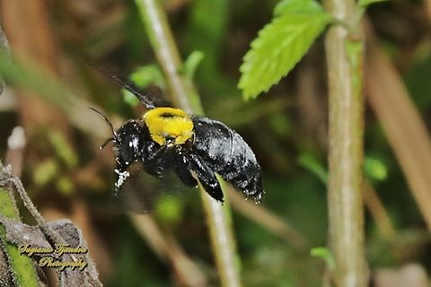 Black Gold Carpenter Bee, Xylocopa confusa  Geotagged,Indonesia,White-cheeked Carpenter Bee,Winter,Xylocopa confusa
