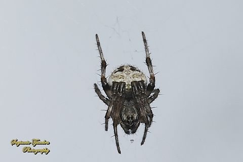 Spotted Orb-weaver, Neoscona Sp, family Araneidae  Geotagged,Indonesia,Spring