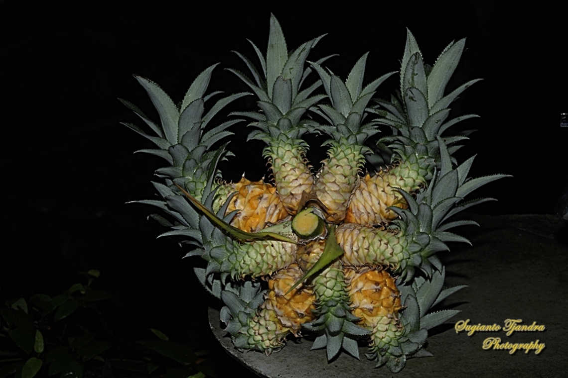 Pineapple, Ananas comasus  Ananas comosus,Geotagged,Indonesia,Pineapple,Spring