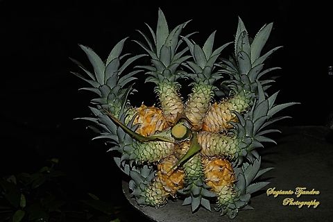 Pineapple, Ananas comasus  Ananas comosus,Geotagged,Indonesia,Pineapple,Spring